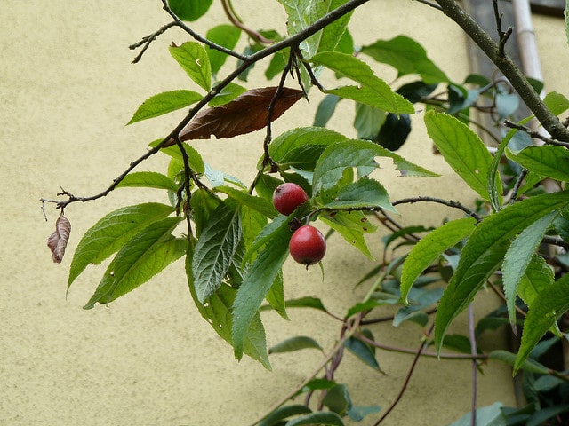 Photinia beauverdiana