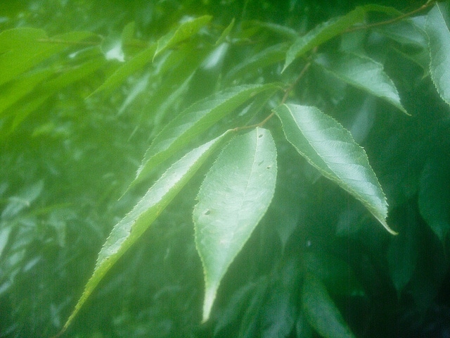 Photinia beauverdiana