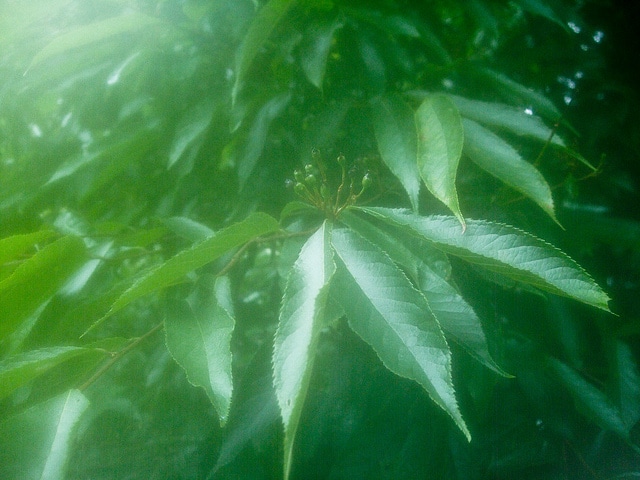 Photinia beauverdiana