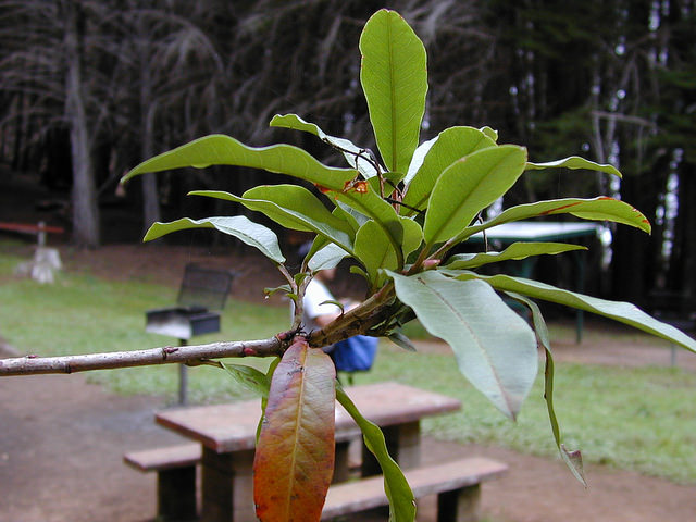 Photinia chinois