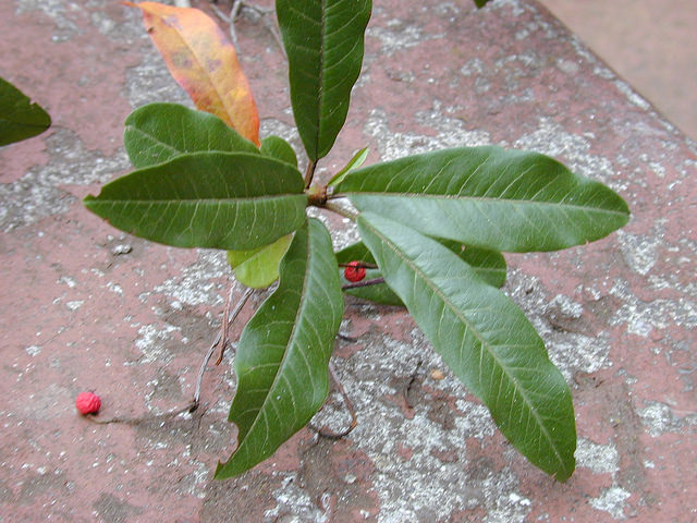Photinia chinois