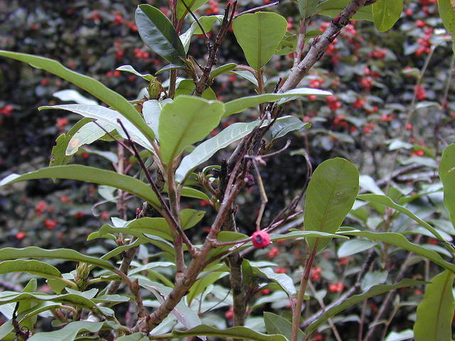 Photinia chinois
