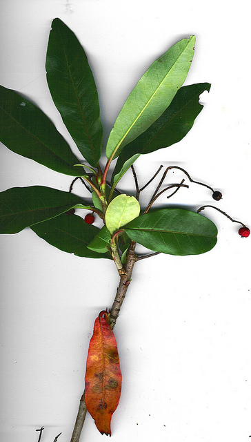 Photinia chinois