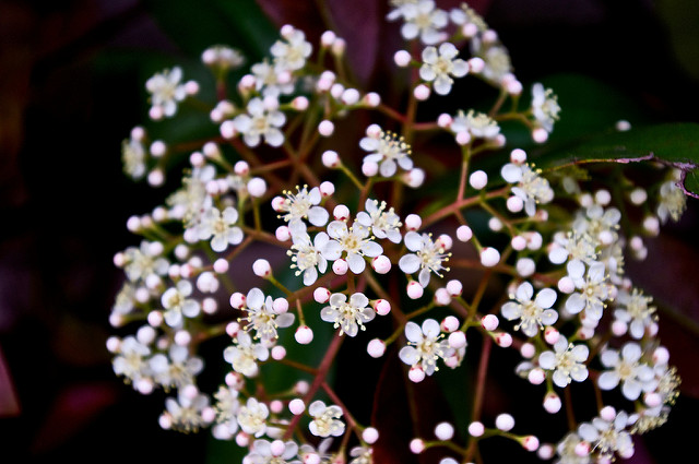 Photinie (Photinia glabra)