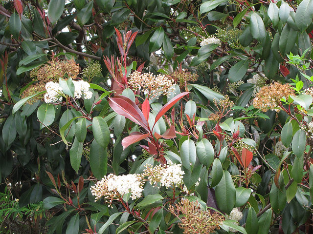 Photinia serratifolia
