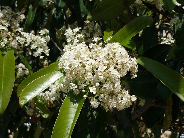 Photinia serratifolia