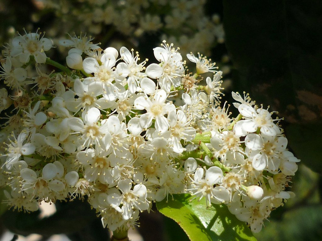 Photinia serratifolia