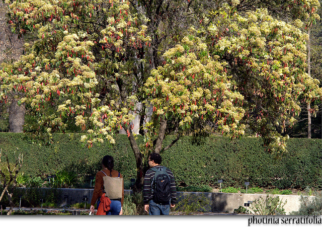 Photinia serratifolia