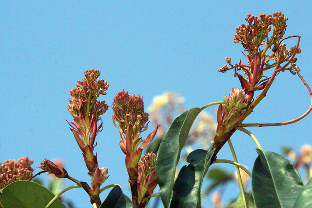 Photinia serratifolia