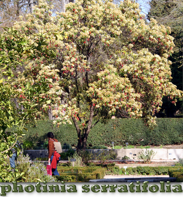Photinia serratifolia