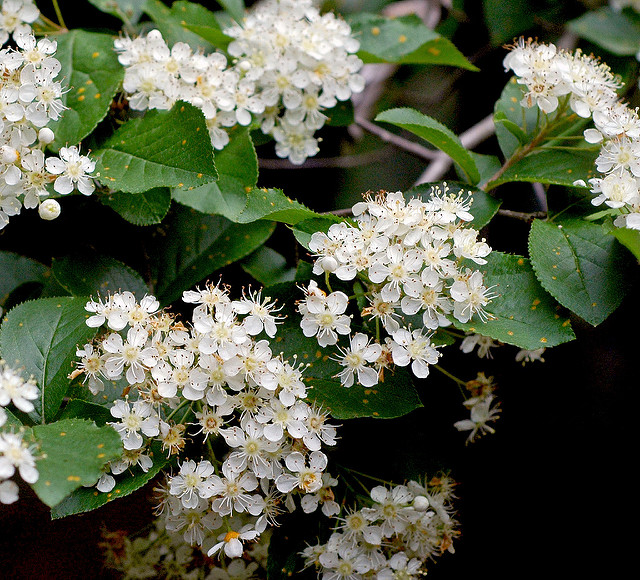 Photinia villosa
