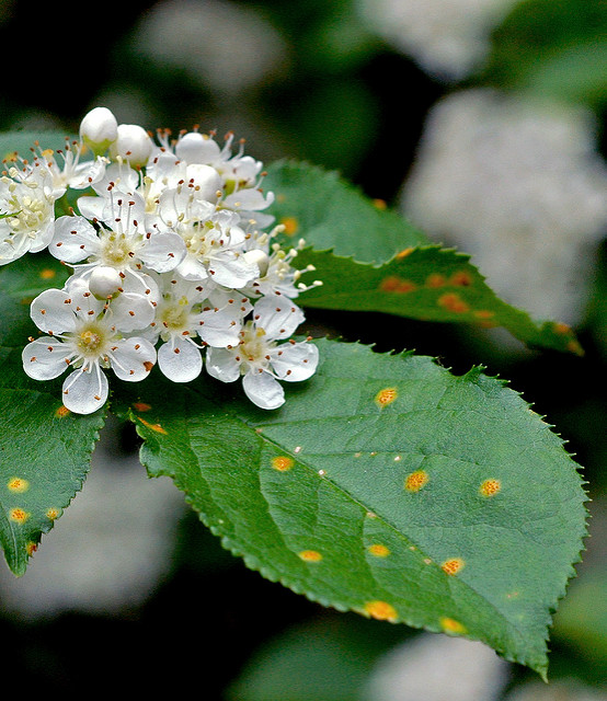 Photinia villosa