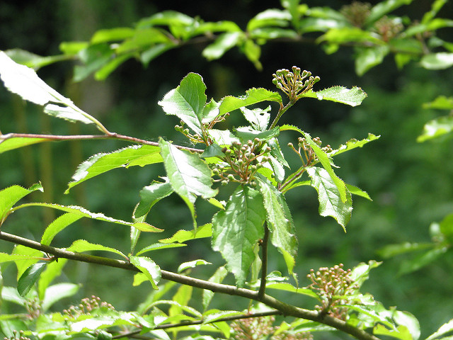 Photinia villosa