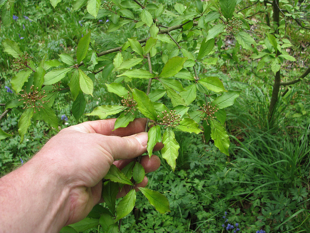 Photinia villosa