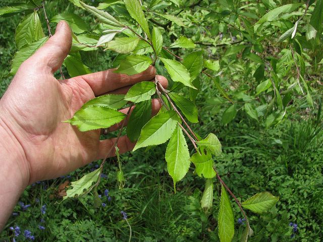 Photinia villosa