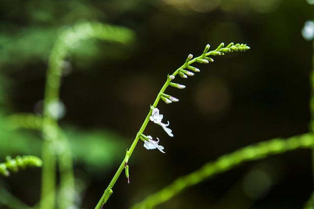 Phryma leptostachya