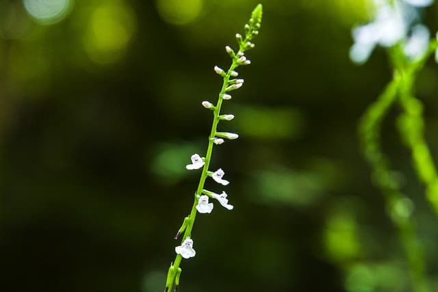 Phryma leptostachya