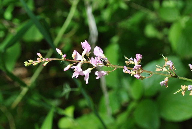 Phryma leptostachya