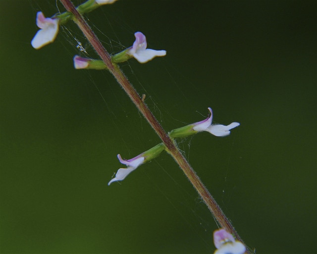Phryma leptostachya