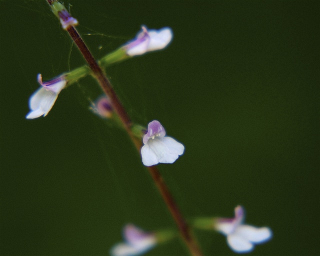 Phryma leptostachya