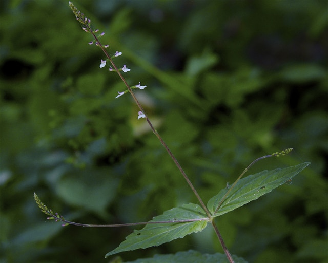 Phryma leptostachya (Phryma leptostachya)