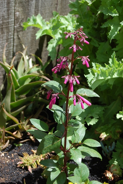 Fuschia du cap capensis (Phygelius capensis)