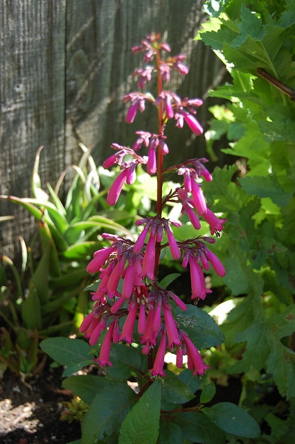 Fuschia du cap capensis
