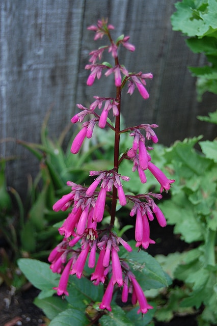 Fuschia du cap capensis