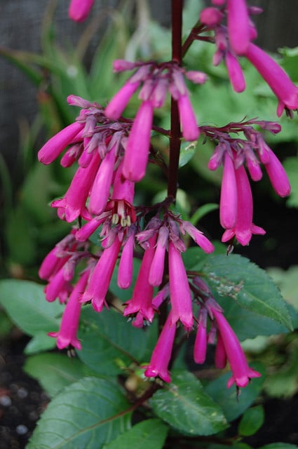 Fuschia du cap capensis