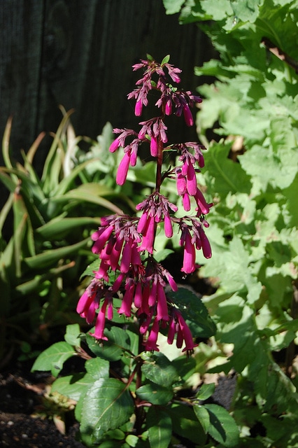 Fuschia du cap capensis