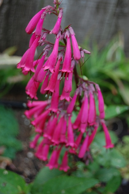 Fuschia du cap capensis