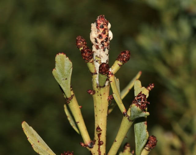 Phyllocladus alpinus