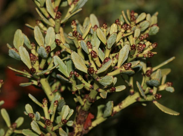 Phyllocladus alpinus