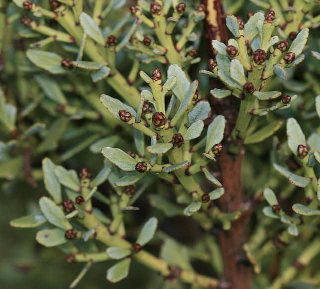 Phyllocladus alpinus