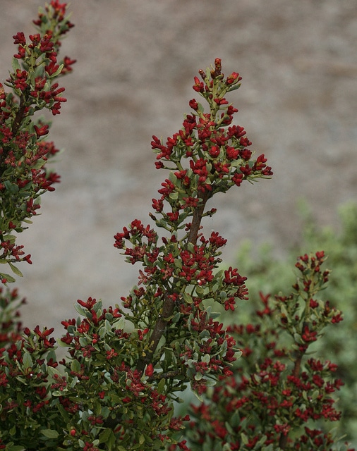 Phyllocladus alpinus