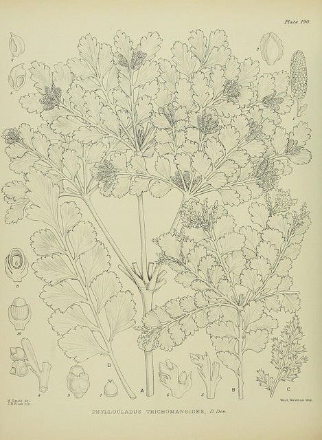 Phyllocladus trichomanoides