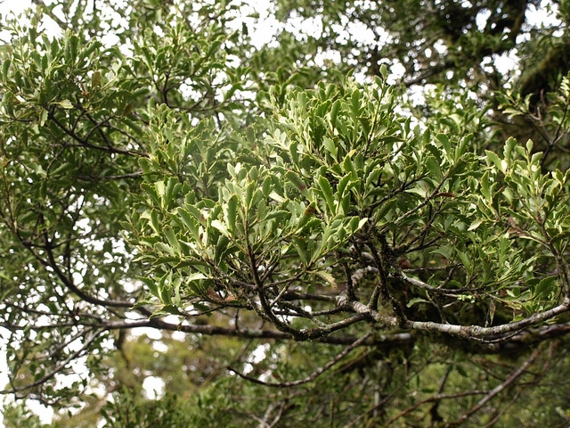 Phyllocladus trichomanoides