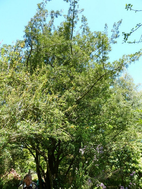 Phyllocladus trichomanoides