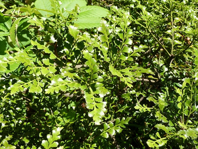 Phyllocladus trichomanoides (Phyllocladus trichomanoides)