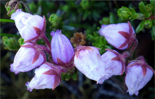 Andromède bleue (Phyllodoce caerulea)
