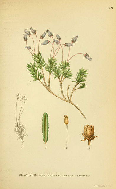 Andromède bleue