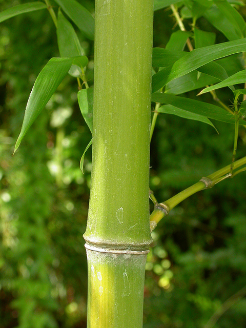 Phyllostachys aurea