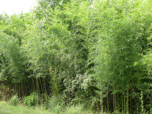 Phyllostachys aurea