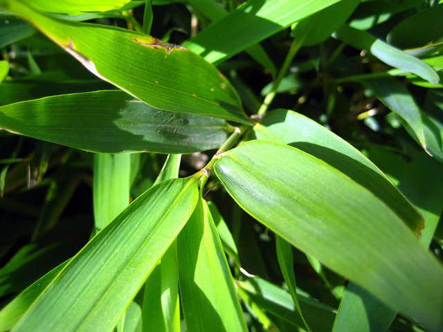Phyllostachys aurea