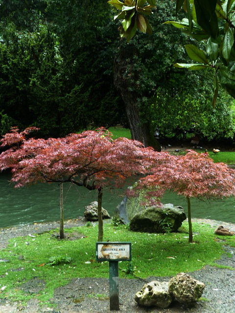 Phyllostachys aurea