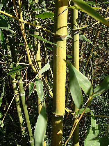 Phyllostachys aureosulcata