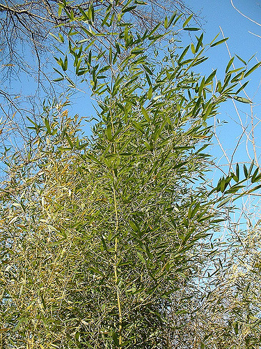 Phyllostachys aureosulcata
