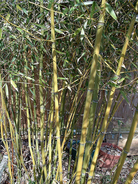 Phyllostachys aureosulcata
