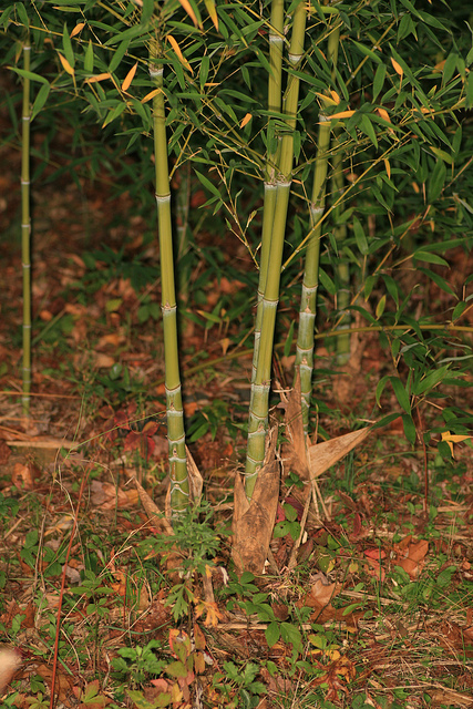 Phyllostachys aureosulcata