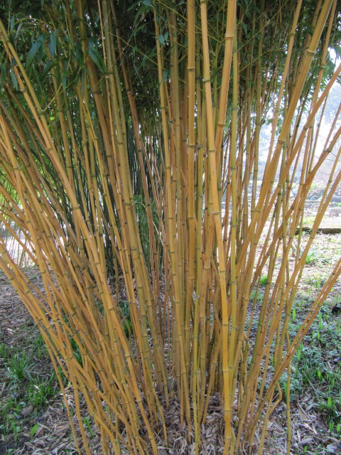 Phyllostachys aureosulcata